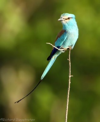 Sahel Scharrelaar - Coracias abyssinica - Abyssinian Roller