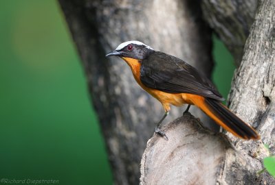 Schubkaplawaaimaker - Cossypha albicapillus - White-Crowned Robin-Chat 