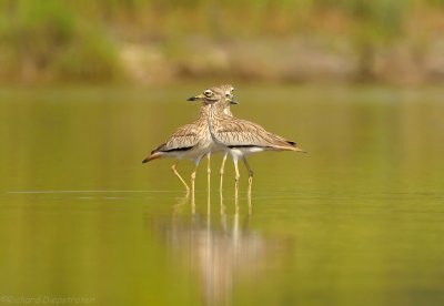 Senegalese Griel - Burhinus senegalensis - Senegal Thick-knee