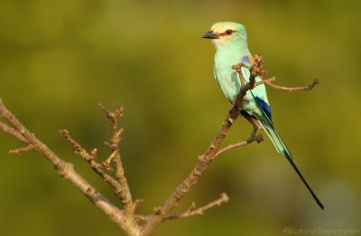 Sahel scharrelaar - Coracias abyssinica - Abyssinian Roller