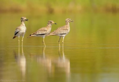 Senegalese Griel - Burhinus senegalensis - Senegal Thick-knee