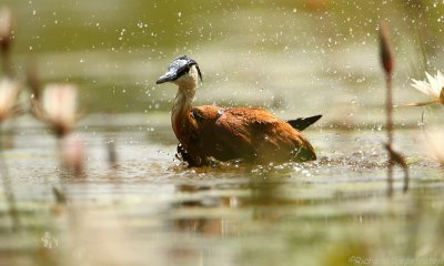 Lelieloper - Actophilornis africanus  - African Jacana