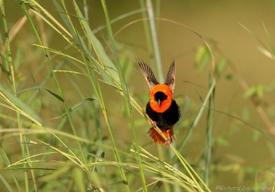 Oranje Wever - Euplectes franciscanus -  Northern Red Bishop