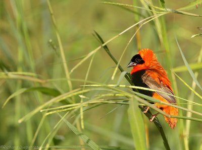 Oranje Wever - Euplectes franciscanus -  Northern Red Bishop