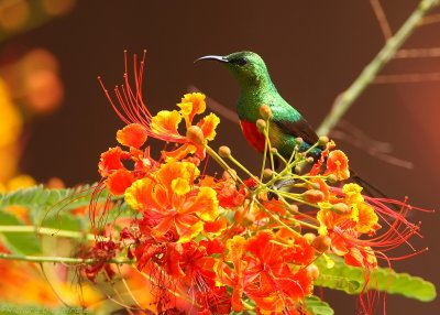 Feeënhoningzuiger - Cinnyris pulchellus - Beautiful Sunbird