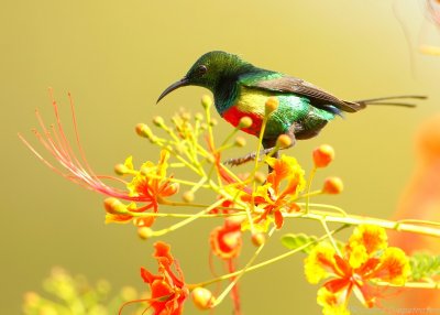 Feeënhoningzuiger - Cinnyris pulchellus - Beautiful Sunbird
