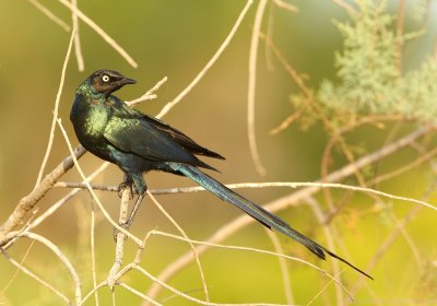 Groene Langstaartglansspreeuw - Lamprotornis caudatus - Long-tailed Glossy Starling