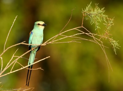 Sahel Scharrelaar - Coracias abyssinica - Abyssinian Roller