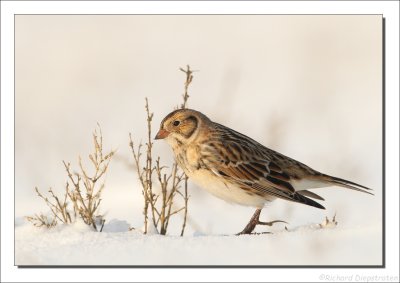 IJsgors - Calcarius lapponicus - Lapland Longspur