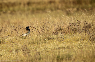 Kleine Trap - Tetrax tetrax - Little Bustard 