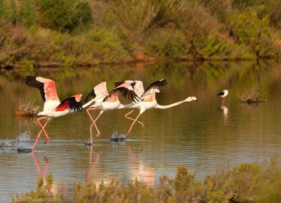 Flamingo -  Phoenicopterus roseus - Greater Flamingo