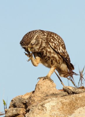 Steenuil    -    Little Owl