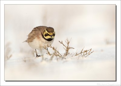 Strandleeuwerik    -    Shore Lark