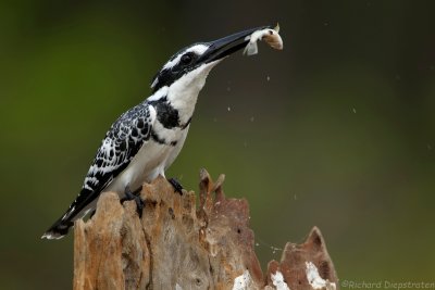 Bonte IJsvogel - Ceryle rudis - Pied Kingfisher