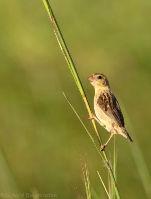 Oranje Wever - Euplectes franciscanus -  Northern Red Bishop