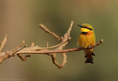 Dwergbijeneter - Merops pusillus - Little Bee-eater