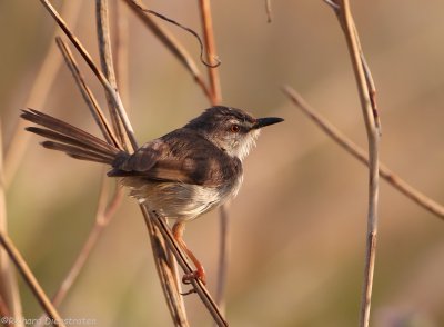 Roestflankprinia - Prinia subflava - Tawny-flanked Prinia