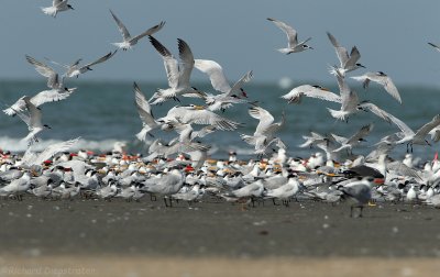 Lesser Crested Tern - Caspian Tern