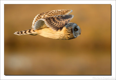 Velduil - Short-eared Owl    2013