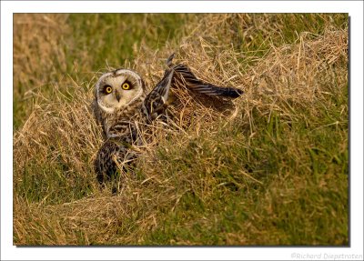 Velduil - Asio flammeus - Short-eared Owl