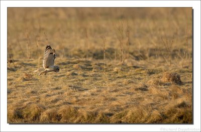 Velduil - Asio flammeus - Short-eared Owl