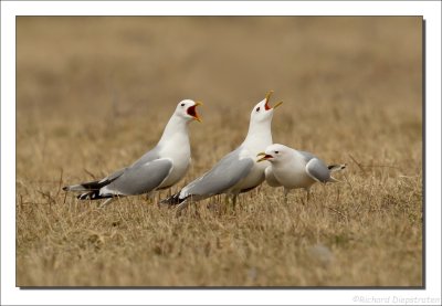 Stormmeeuw - Larus canus - Common Gull