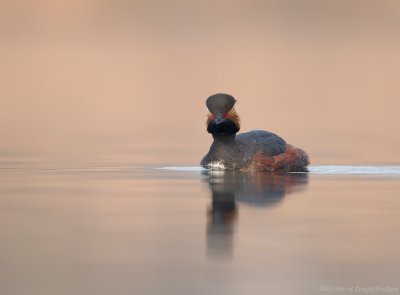 Geoorde Fuut - Black-necked Grebe   2013