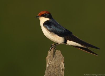Roodkruinzwaluw - Hirundo smithii - Wire-tailed Swallow