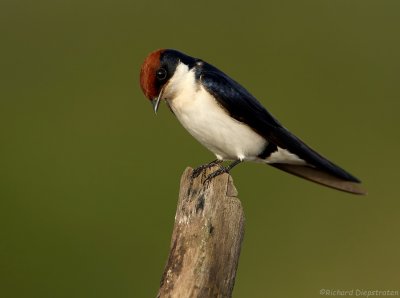 Roodkruinzwaluw    -    Wire-tailed Swallow