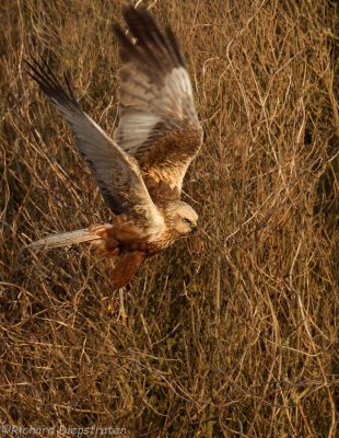 Bruine Kiekendief - Circus aeruginosus - Marsh Harrier
