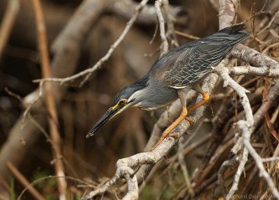 Mangrovereiger - Butorides striata - Striated Heron