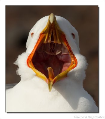 Kleine Mantelmeeuw - Larus fuscus graellsii - Lesser Black-backed Gull