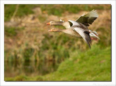Grauwe Gans    -    Greylag Goose