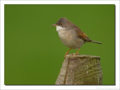 Grasmus - Sylvia communis - Whitethroat