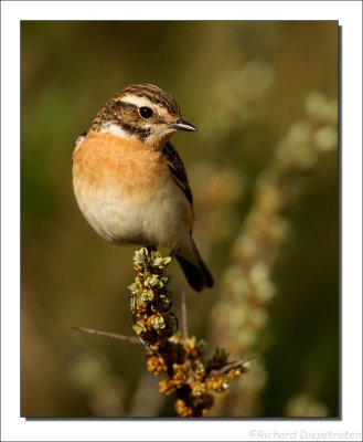 Paapje - Saxicola rubetra - Whinchat