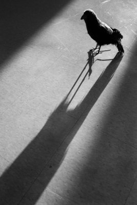 shadow entry