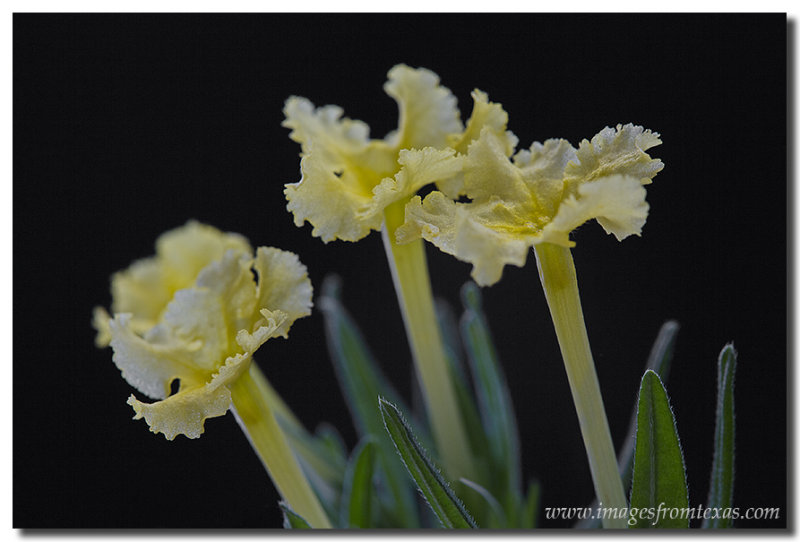 Texas Wildflowers - Fringed Puccoon 2
