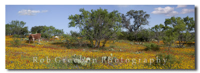 Longhorns in Texas wildflowers