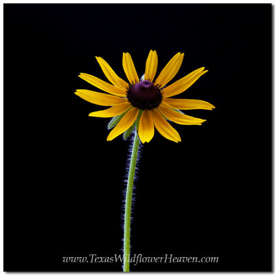 Texas Wildflower s- Maximilian Sunflower 1