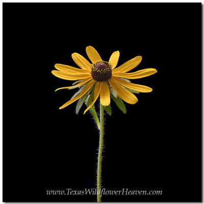 Texas Wildflowers - Maximilian Sunflower 3