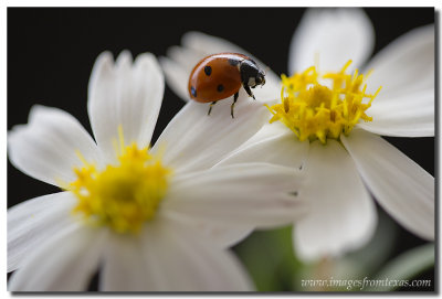 Texas Wildflowers - Ladybug on Blackfoot Daisy