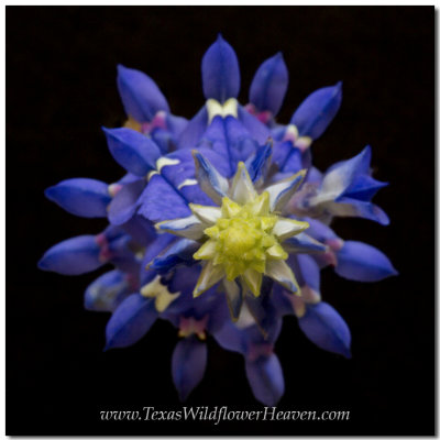 Texas Wildflowers - Texas Bluebonnet 3