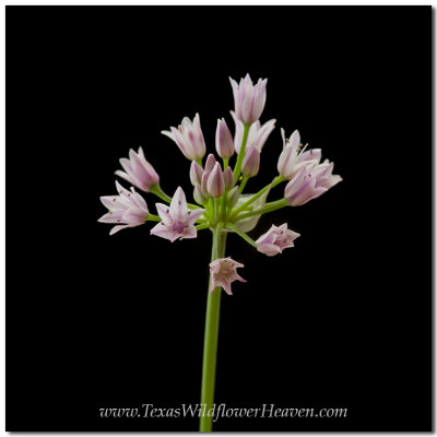 Texas Wildflowers - Wild Onion