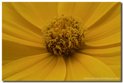 Texas Wildflowers - Coreopsis macro