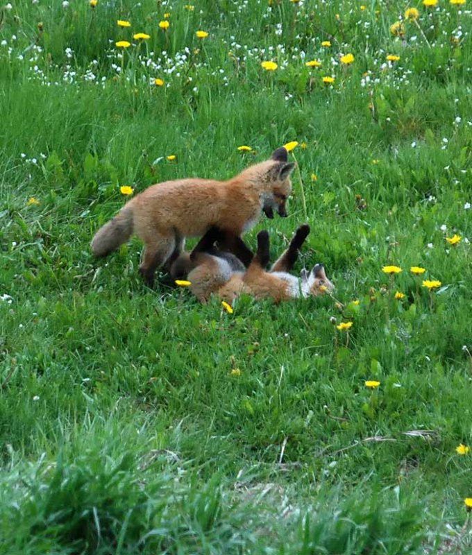 two of the five at play,Jackson,WY