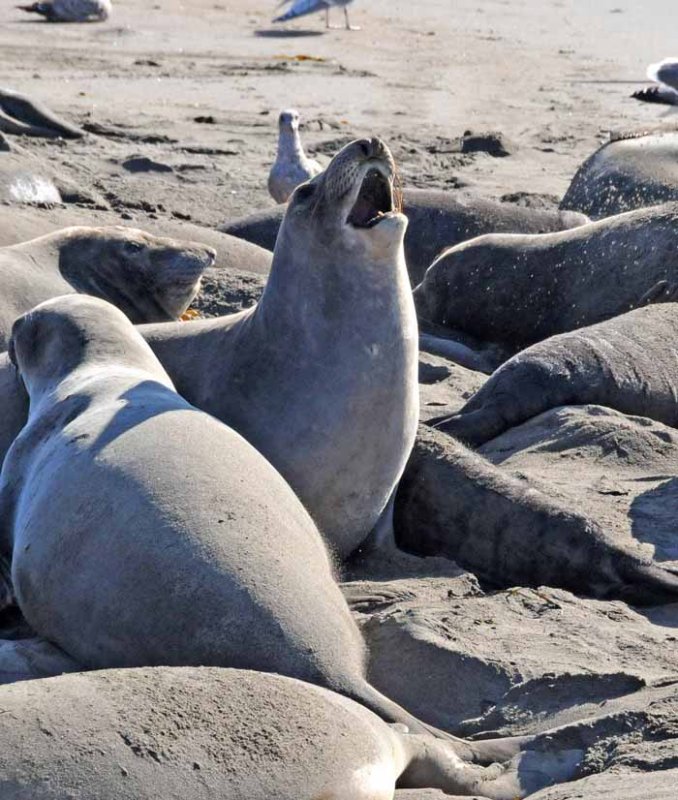 Elephant Seals of Piedras Blancas