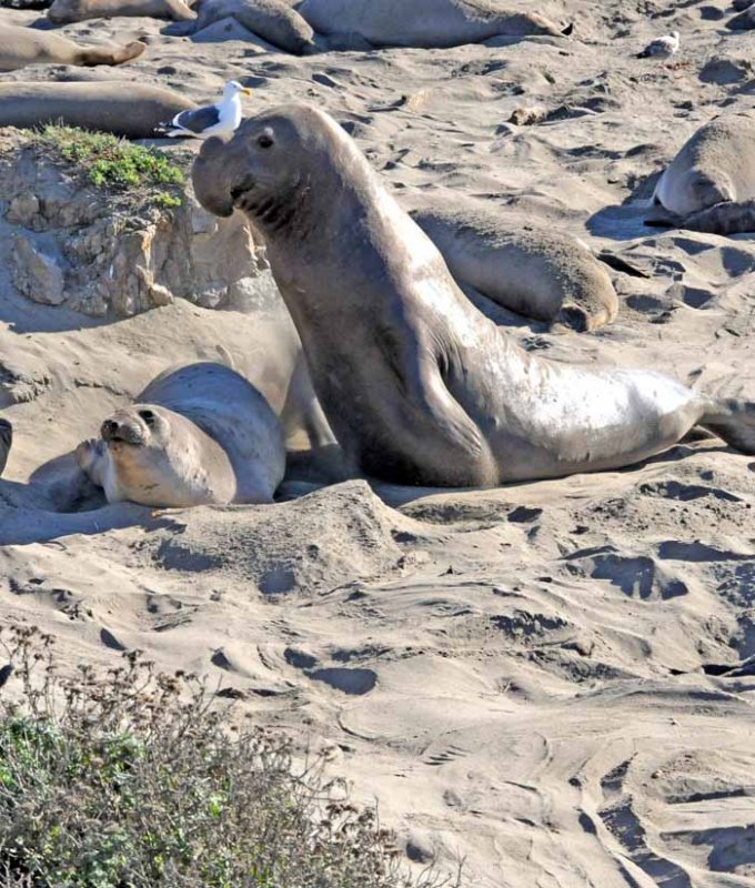 Elephant Seals of Piedras Blancas