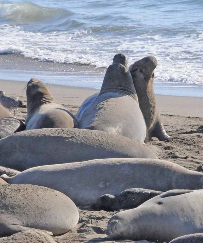 Elephant Seals of Piedras Blancas