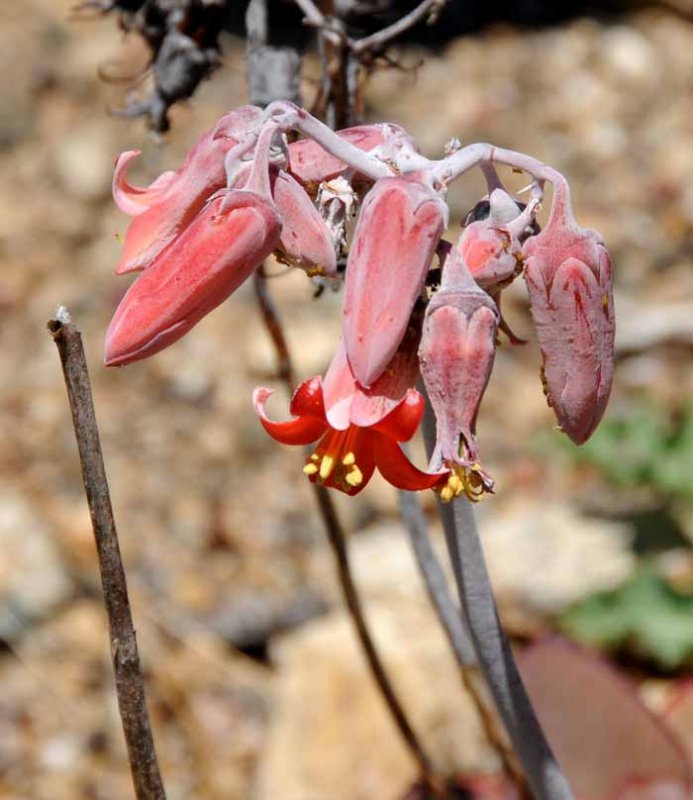 UC Botanical Gardens