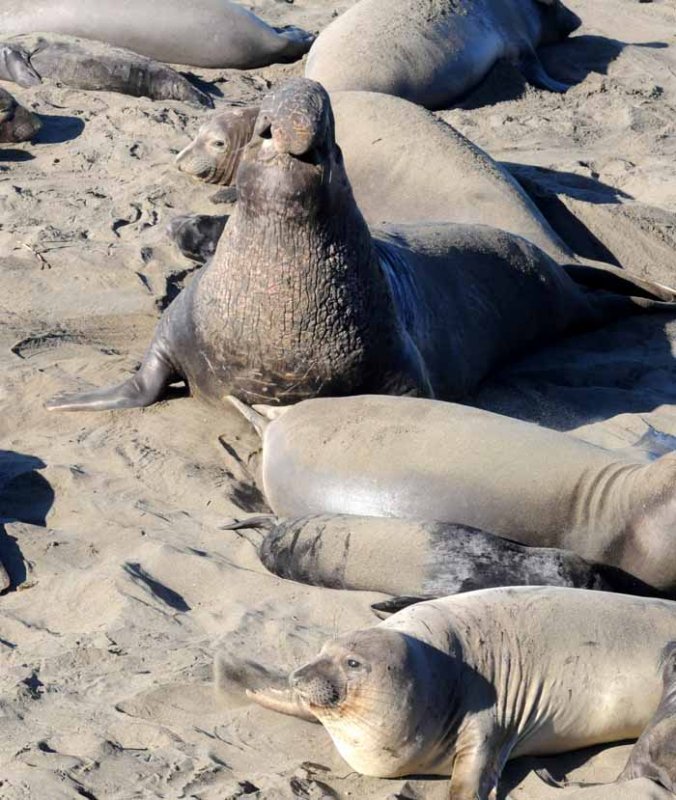 Elephant Seals of Piedras Blancas